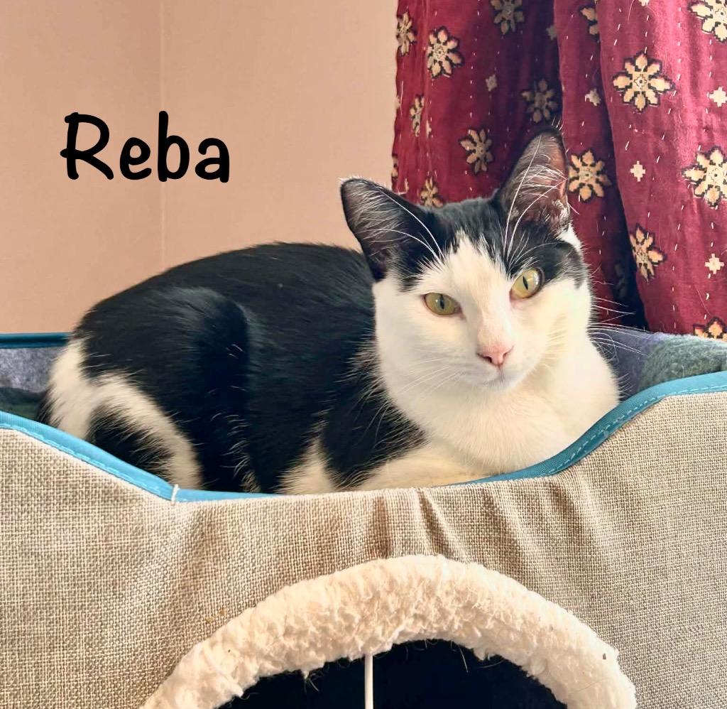 Enlarge Reba McEntire, a Adopted mixed breed in Hoover , AL image 6/6