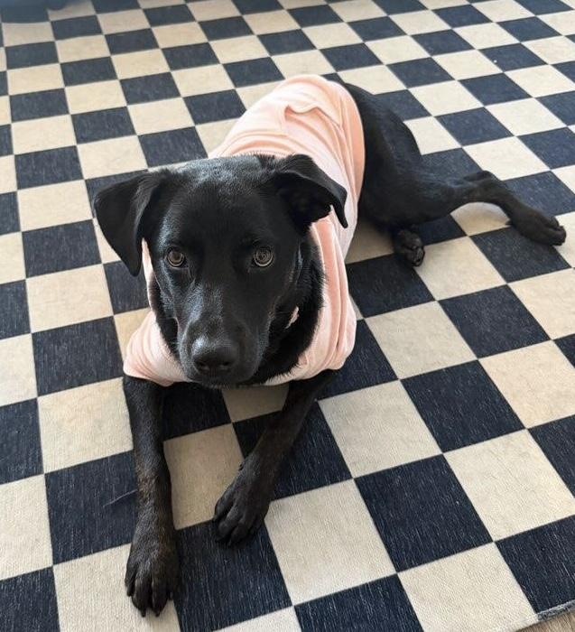 Pepper, a ADOPTABLE mixed breed in Camarillo, CA image 3/5