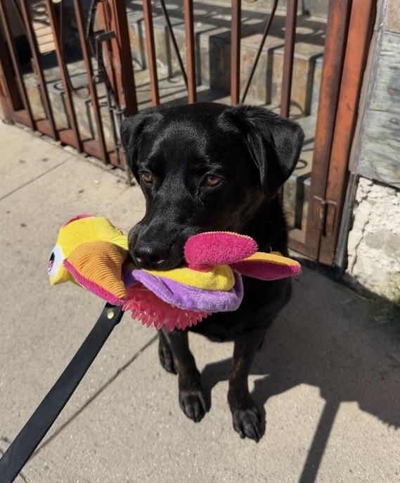 Pepper, a ADOPTABLE mixed breed in Camarillo, CA image 4/5