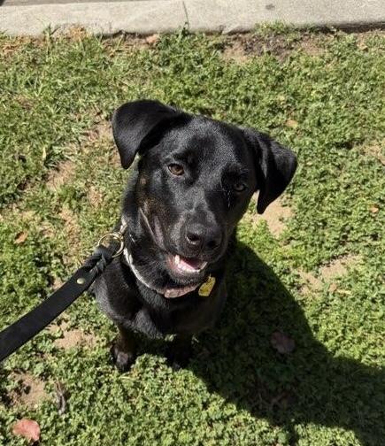 Pepper, a ADOPTABLE mixed breed in Camarillo, CA image 2/5
