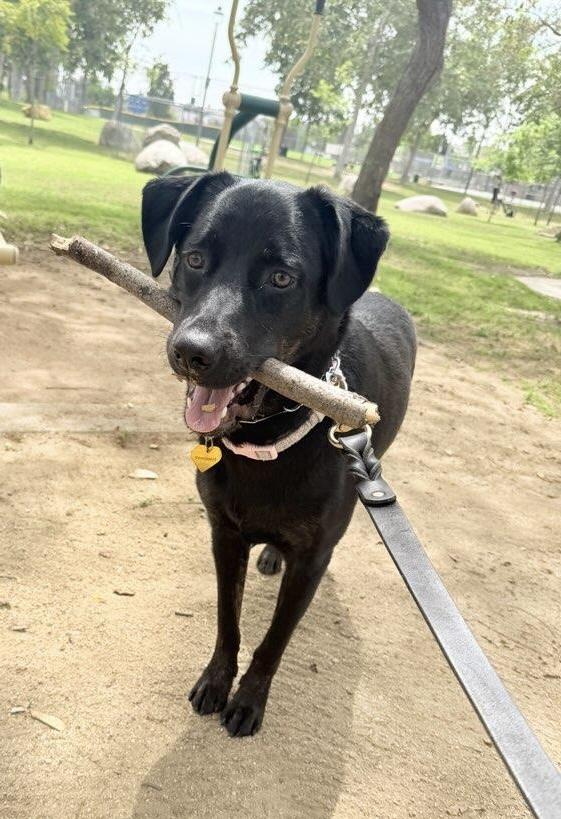 Pepper, a ADOPTABLE mixed breed in Camarillo, CA image 1/5
