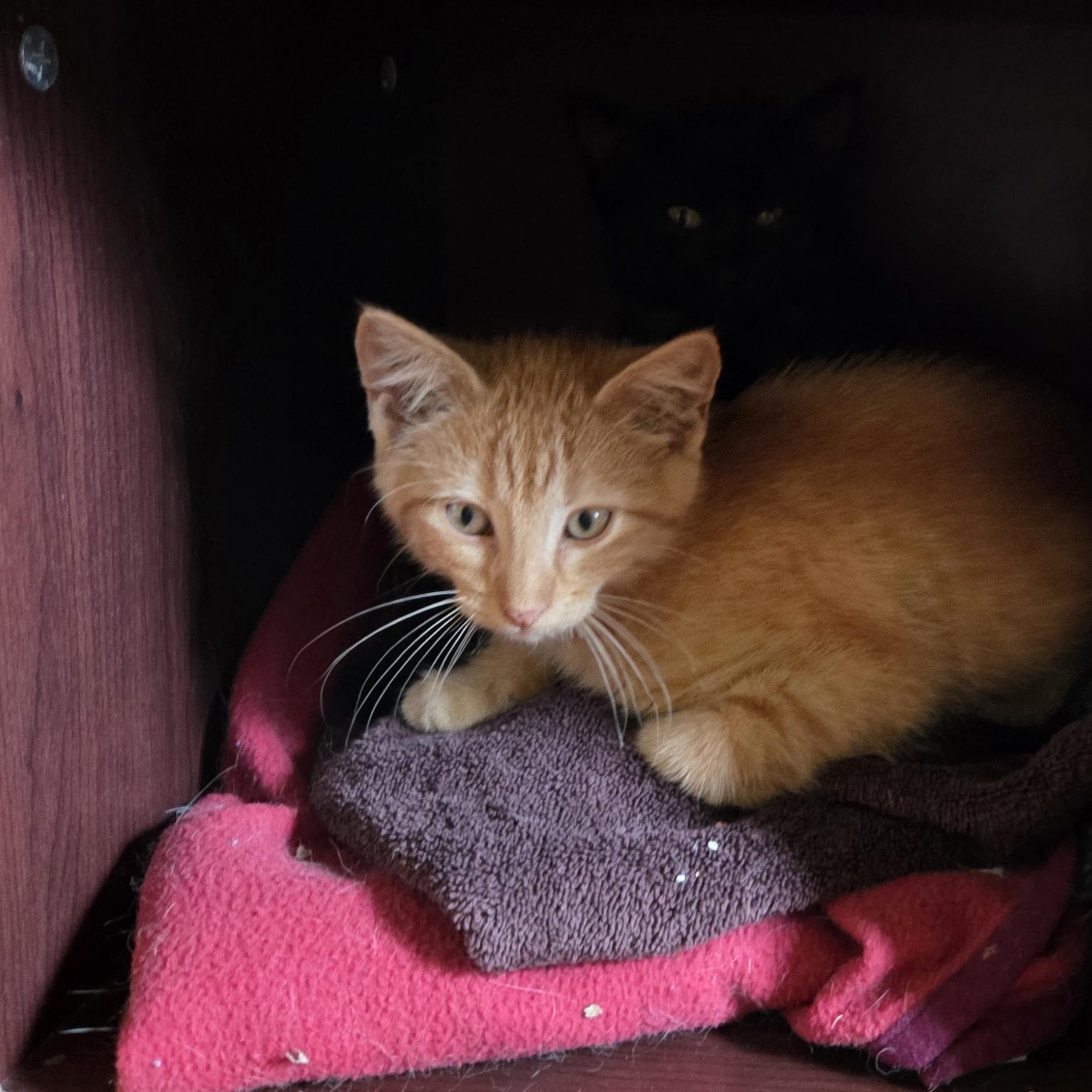 Enlarge Nate, a Adoptable Domestic Short Hair in Minneapolis, MN image 5/5