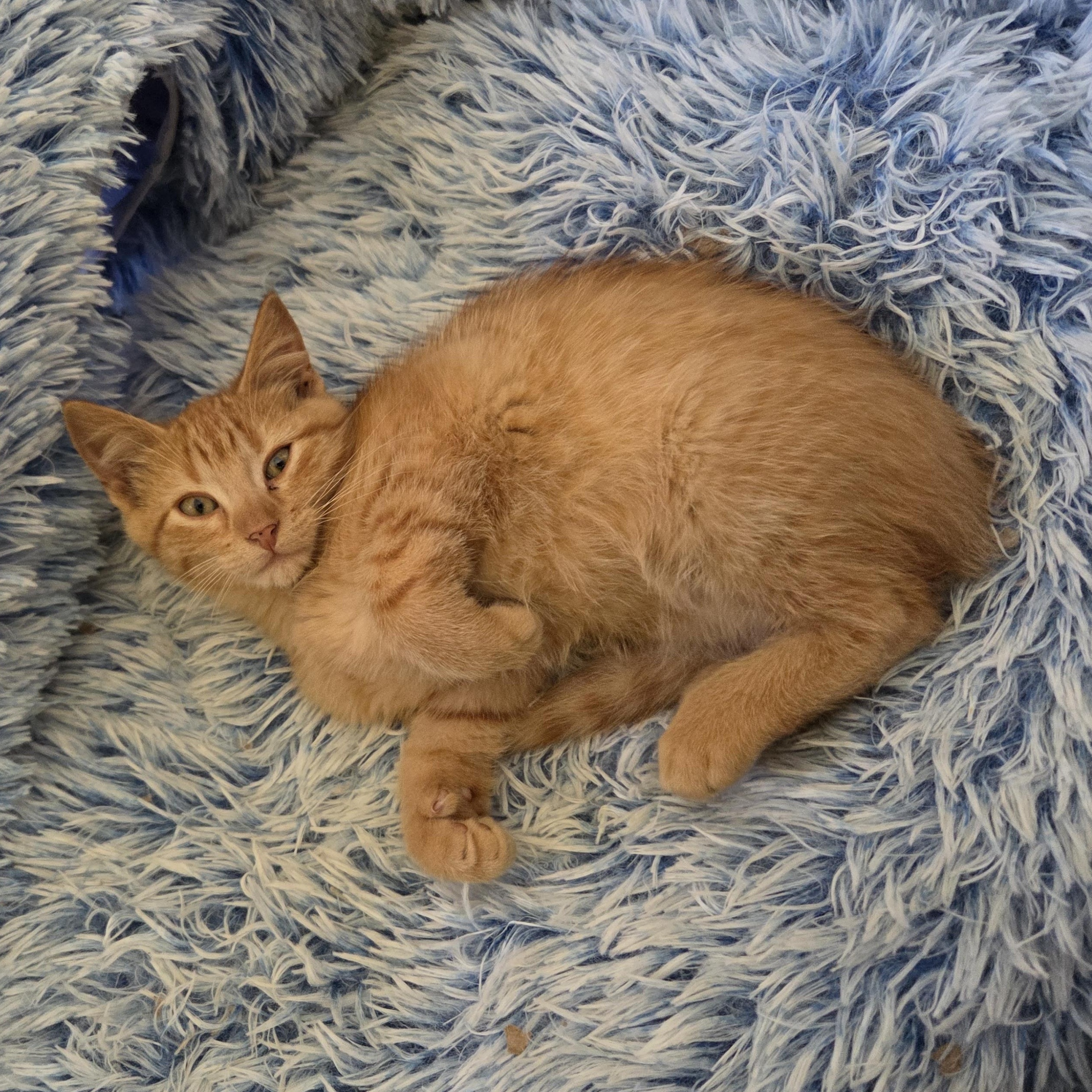 Enlarge Nate, a Adoptable Domestic Short Hair in Minneapolis, MN image 3/5