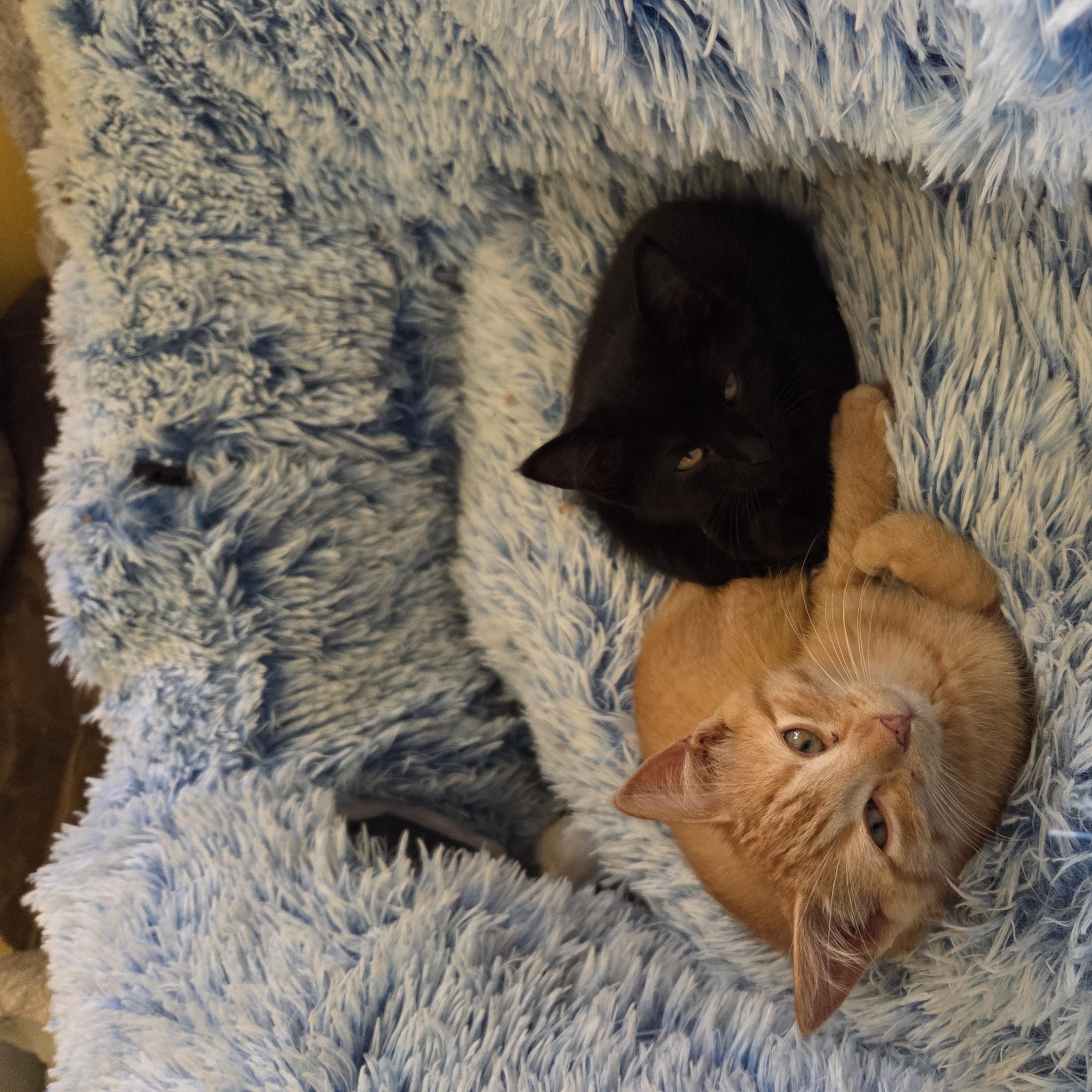 Enlarge Nate, a Adoptable Domestic Short Hair in Minneapolis, MN image 2/5