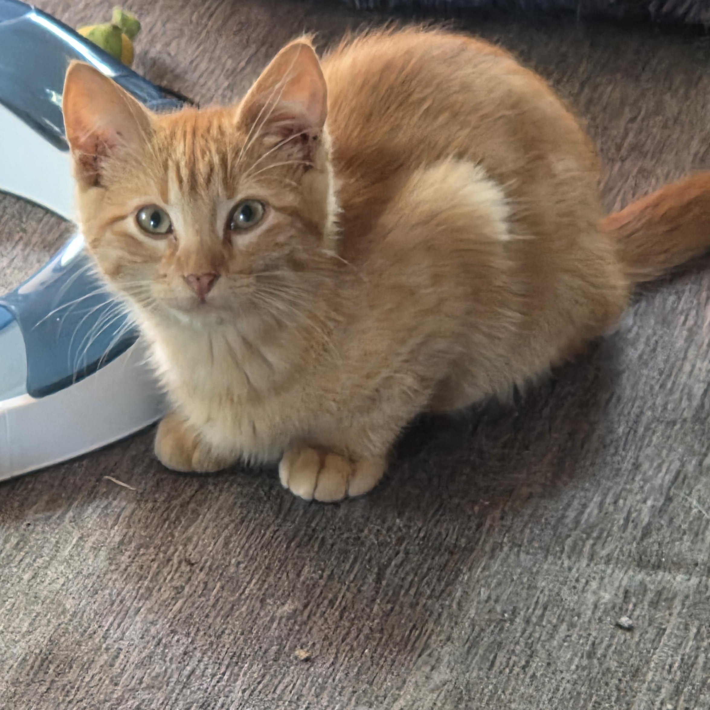 Enlarge Nate, a Adoptable Domestic Short Hair in Minneapolis, MN image 1/5