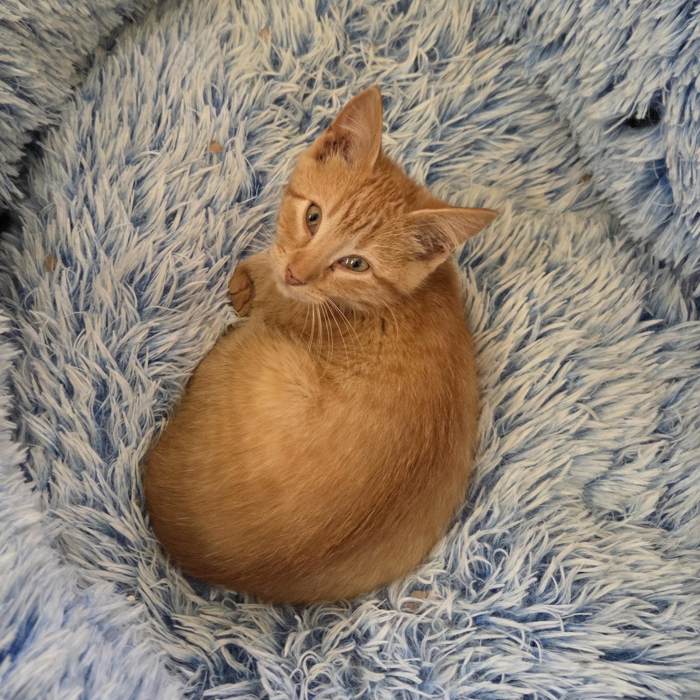 Enlarge Nate, a Adoptable Domestic Short Hair in Minneapolis, MN image 4/5