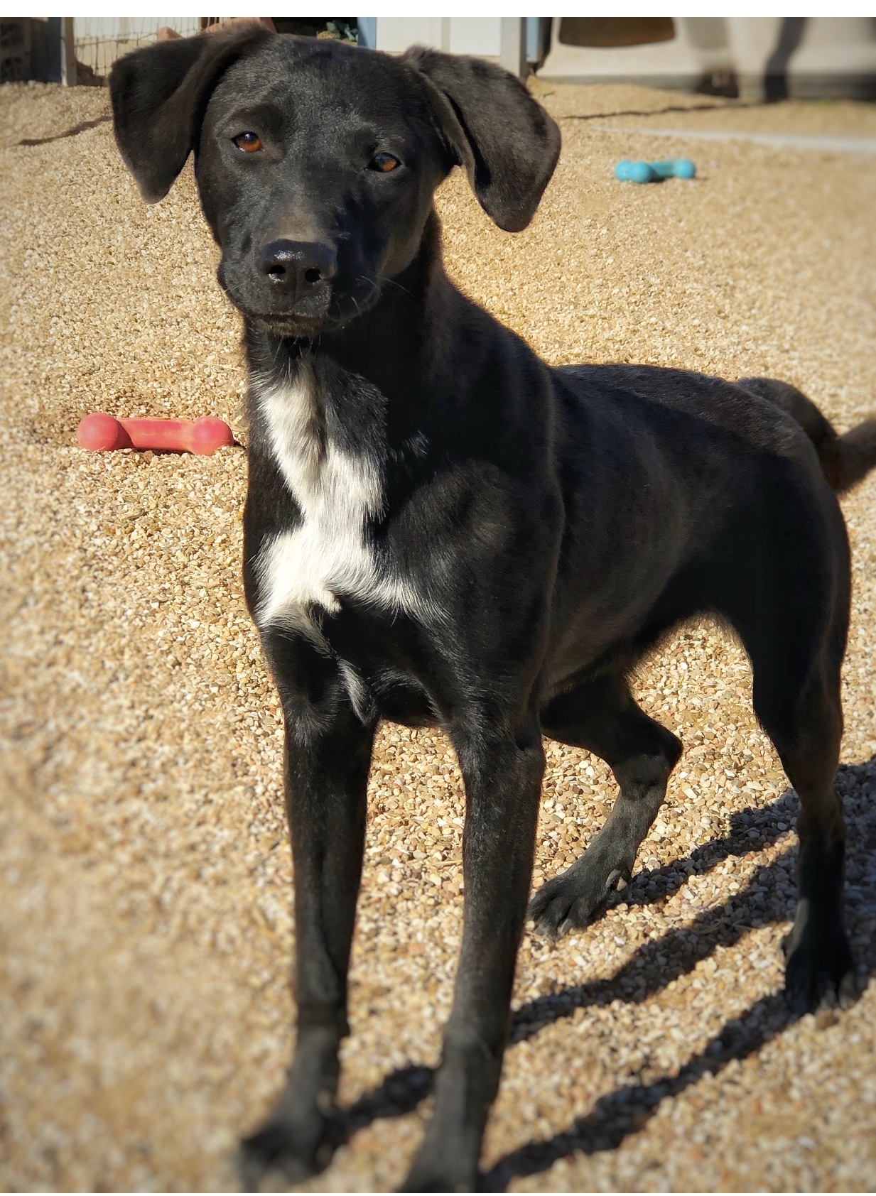 Enlarge McKayla, a Adoptable mixed breed in Lubbock, TX image 2/4