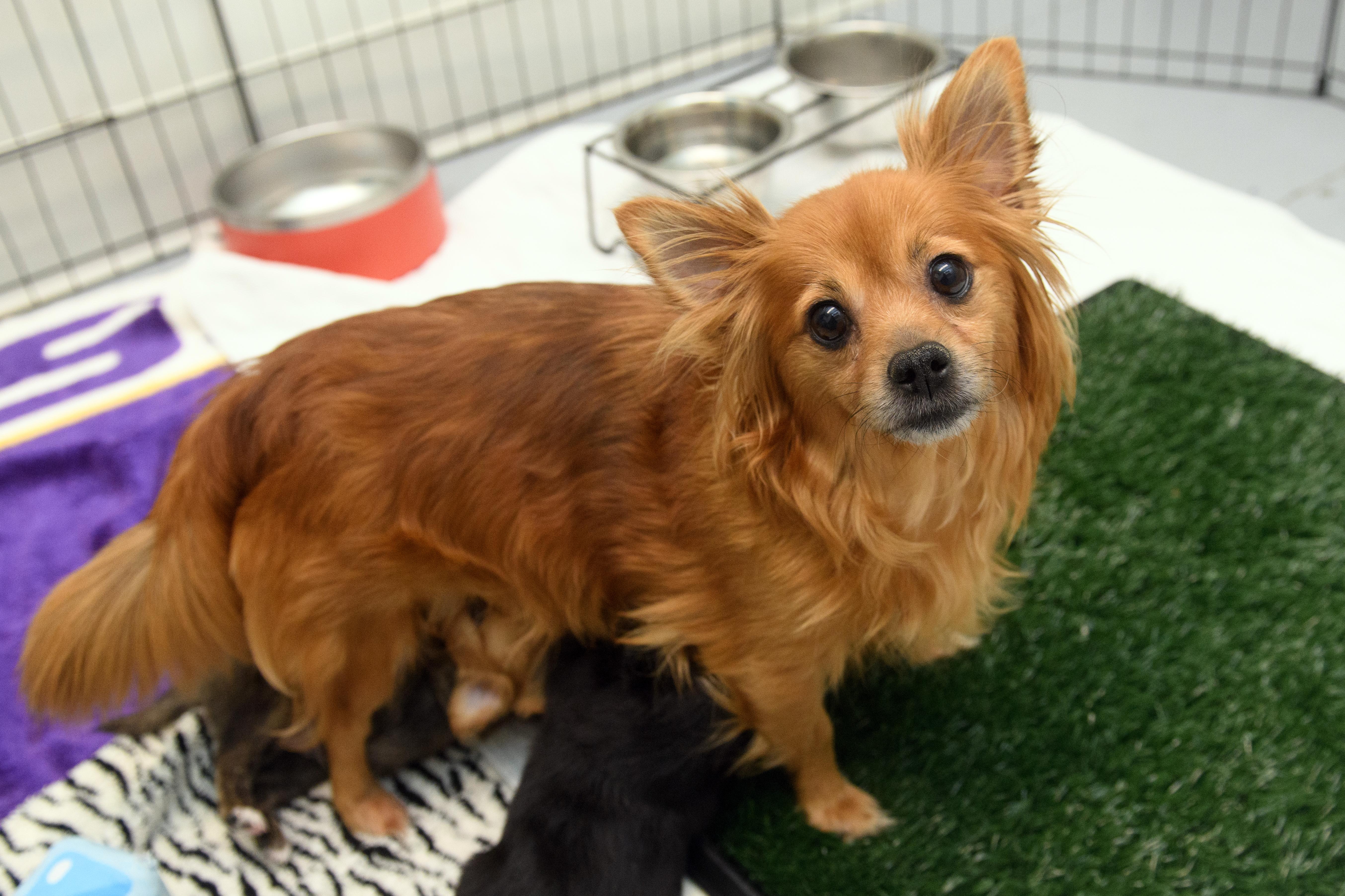 Coco, adopted, Adult Female Chihuahua.