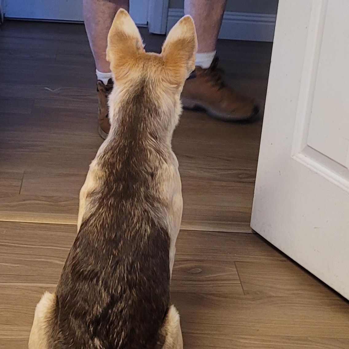 Enlarge Ellie, an adoption pending mixed breed in Perris, CA image 3/3