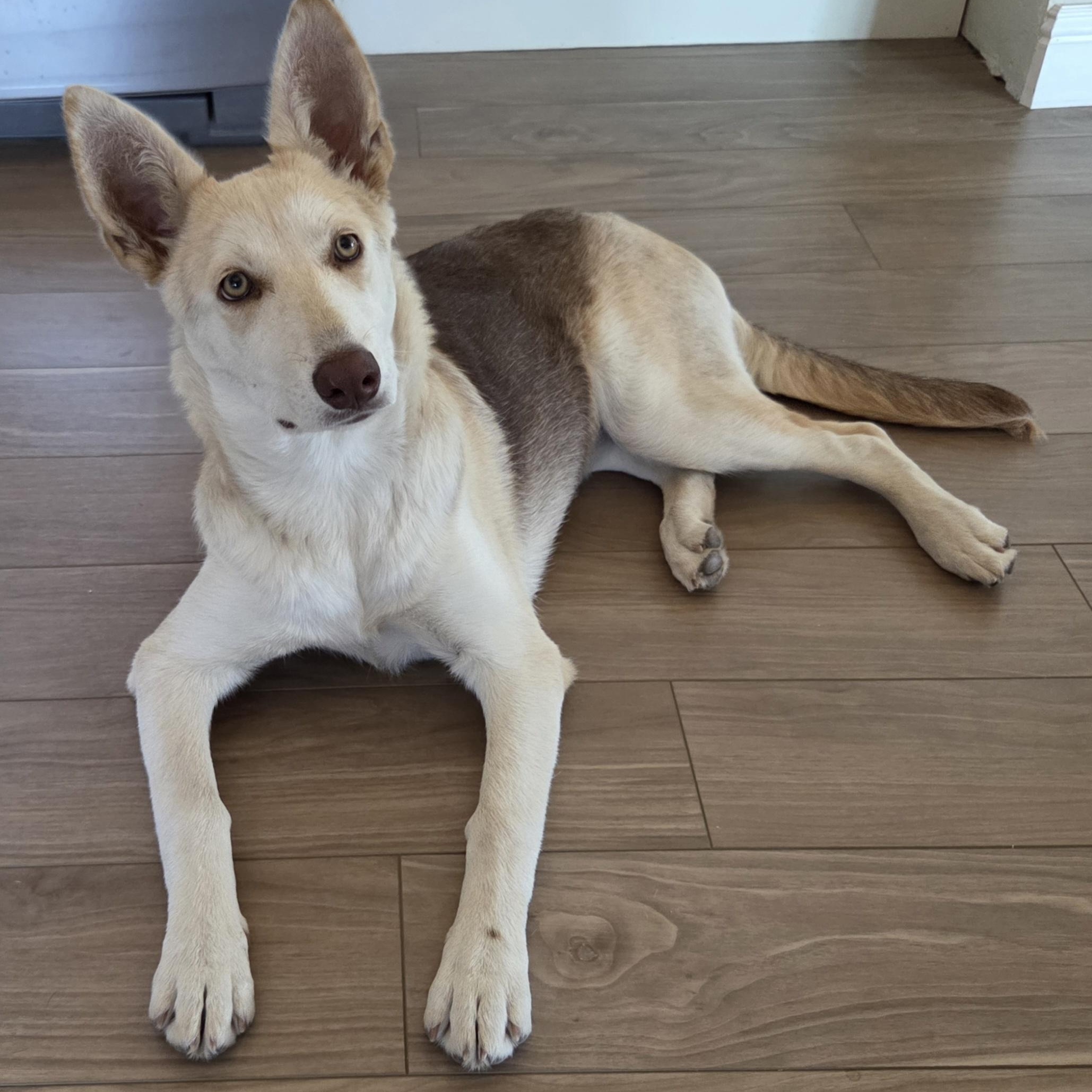 Ellie, ADOPTABLE, Young Female German Shepherd Dog & Husky.