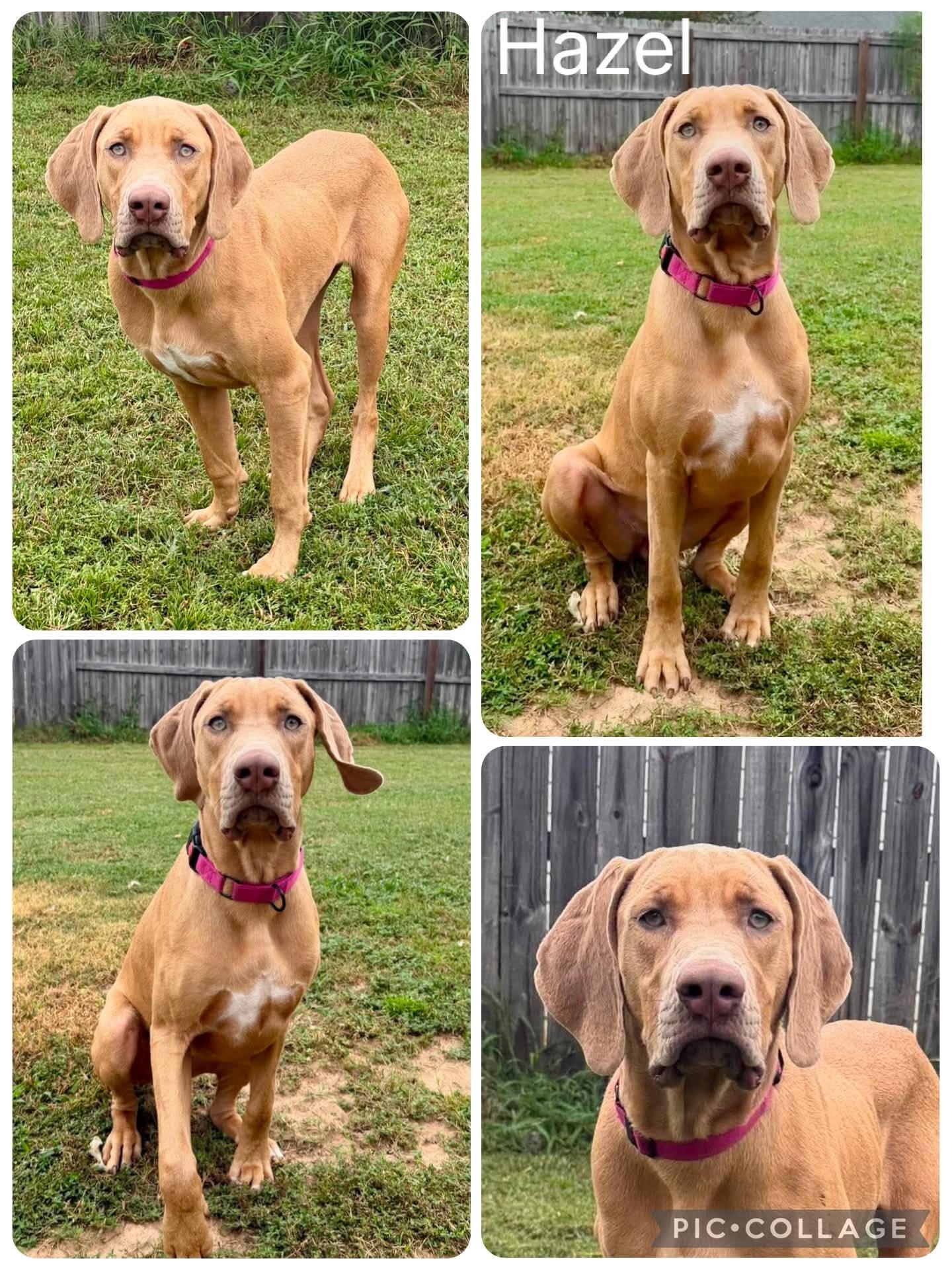 Hazel, ADOPTABLE, Young Female Vizsla.