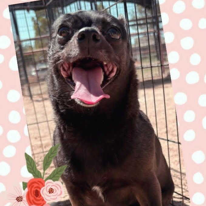 CALI, a ADOPTABLE mixed breed in Loveland, CO image 6/6