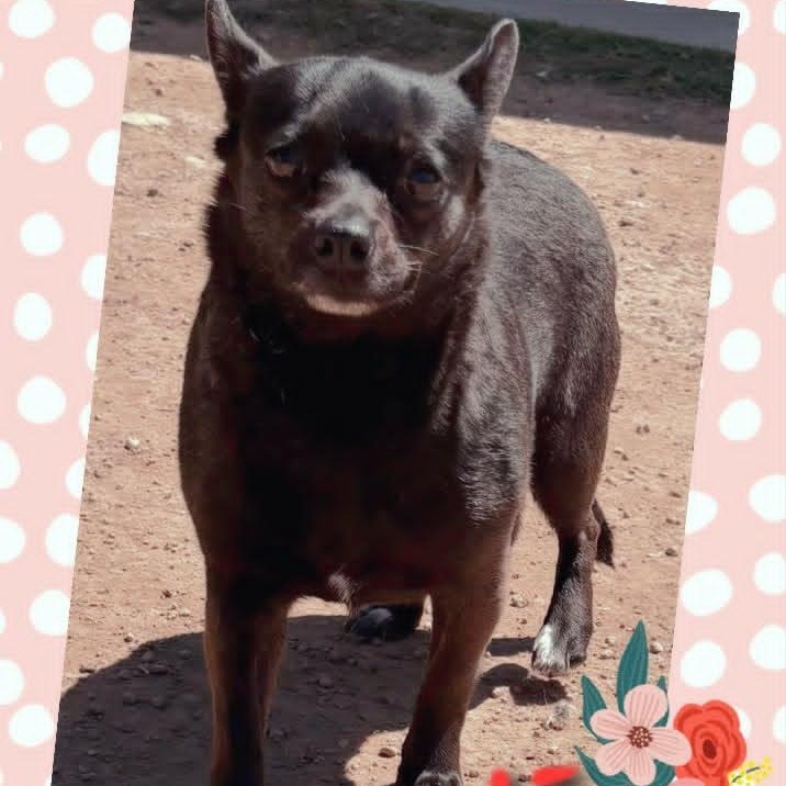 CALI, a ADOPTABLE mixed breed in Loveland, CO image 5/6