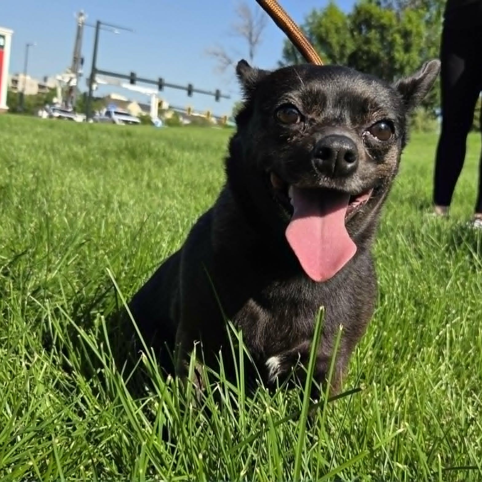 CALI, a ADOPTABLE mixed breed in Loveland, CO image 2/6