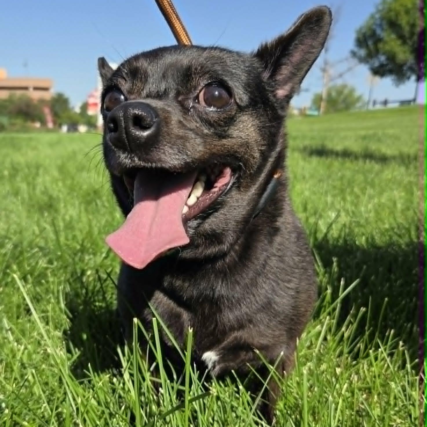 CALI, ADOPTABLE, Adult Female Chihuahua.
