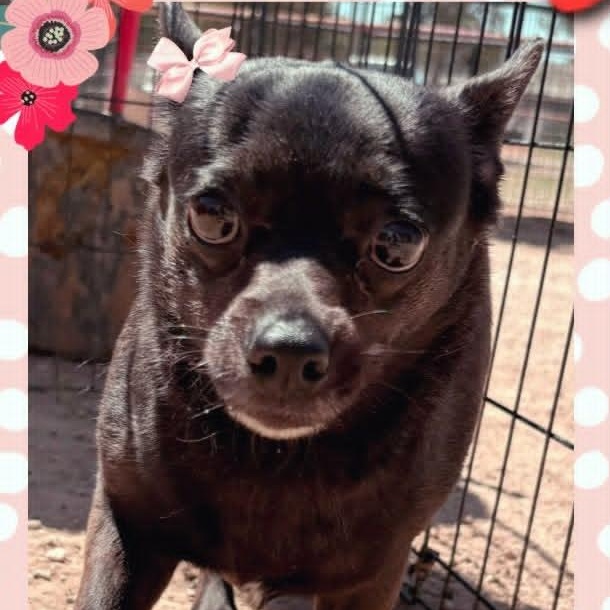 CALI, a ADOPTABLE mixed breed in Loveland, CO image 3/6
