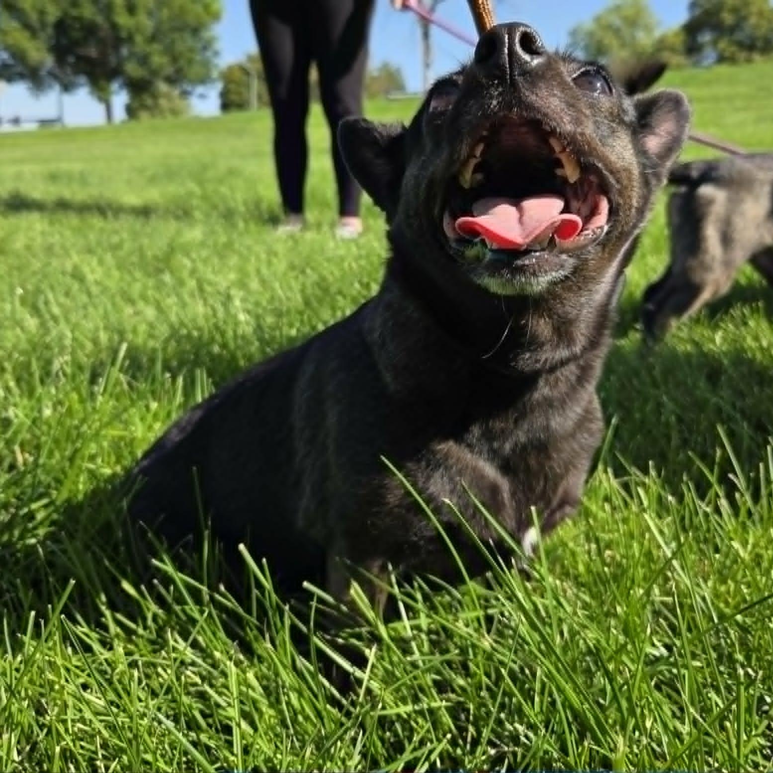 CALI, a ADOPTABLE mixed breed in Loveland, CO image 4/6