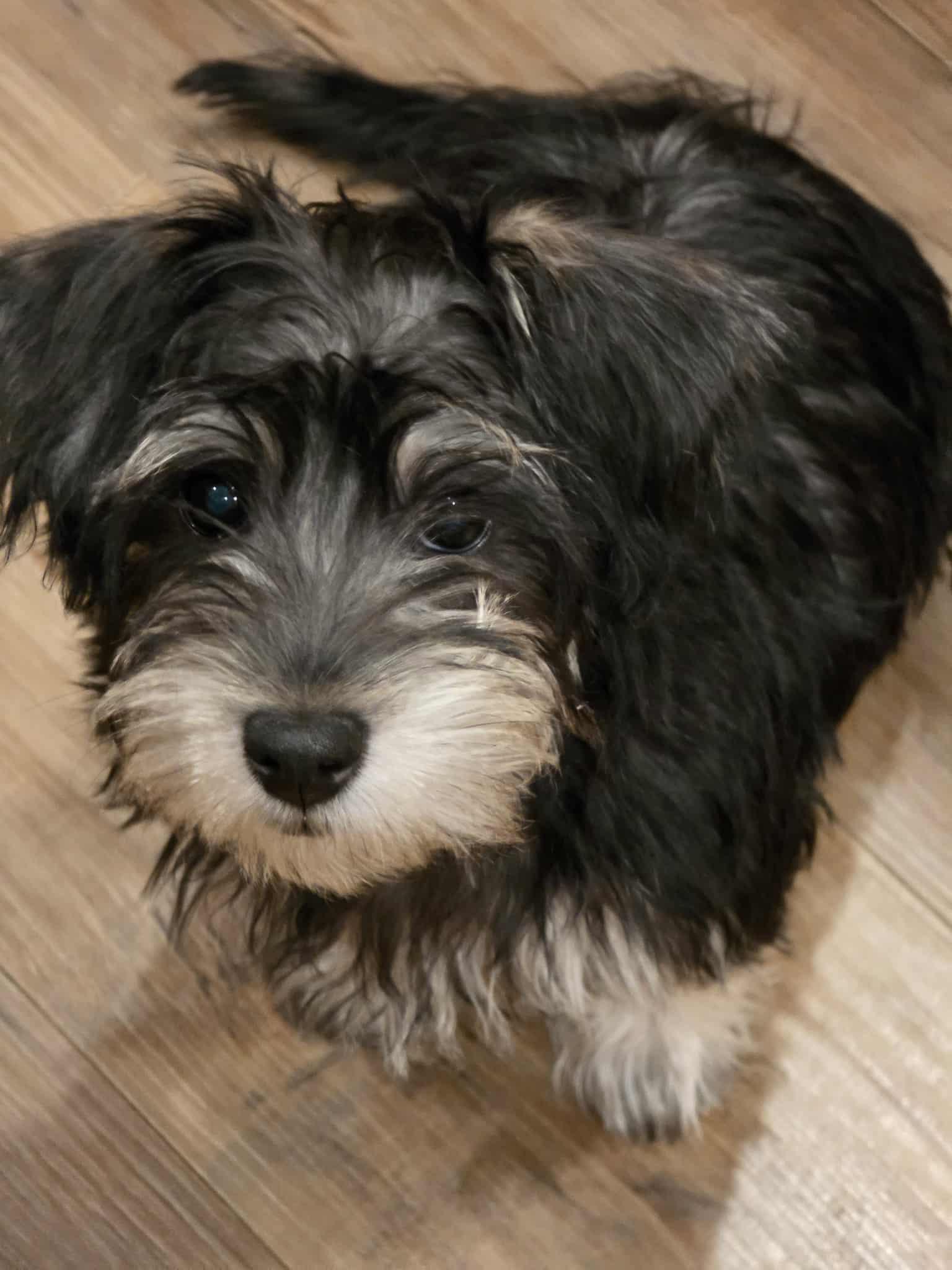 BURTON, Adopted, Young Male Miniature Schnauzer & Shih Tzu.