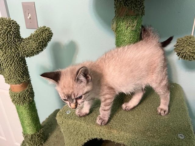 Enlarge Gains (Bonded to Ames - Russian Blue), a Adoptable mixed breed in Toms Brook, VA image 4/6