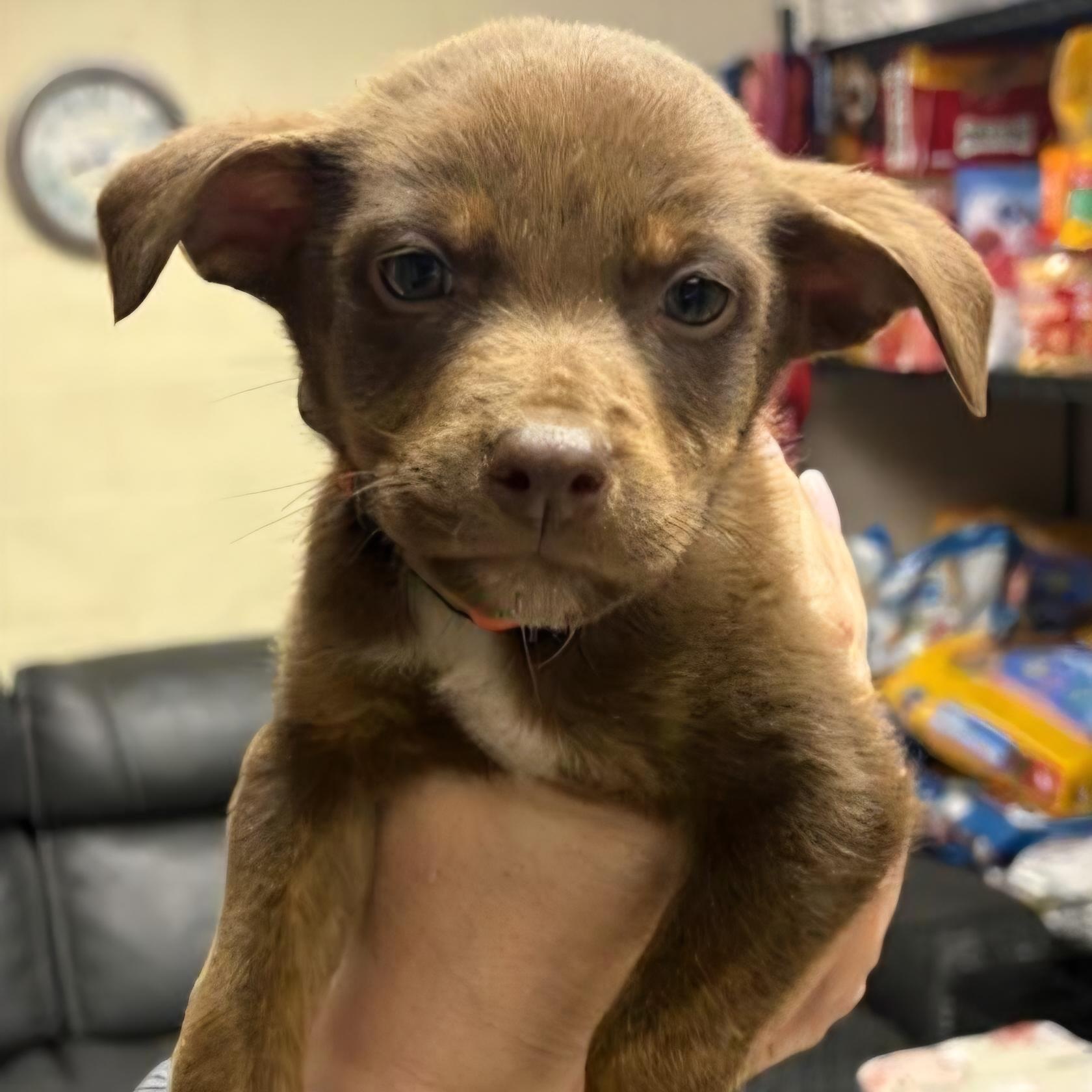 Stefan, adopted, Puppy Male Pit Bull Terrier.