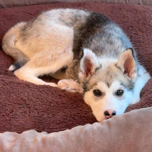 Ember, Adoptable, Puppy Female Husky & Mixed Breed.