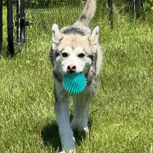 Ember, a Adoptable mixed breed in King City, ON image 2/5
