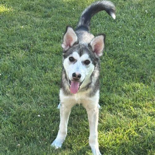 Ember, a Adoptable mixed breed in King City, ON image 1/6