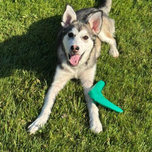 Ember, a Adoptable mixed breed in King City, ON image 3/6
