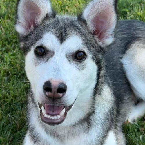Ember, Adoptable, Puppy Female Husky & Mixed Breed.
