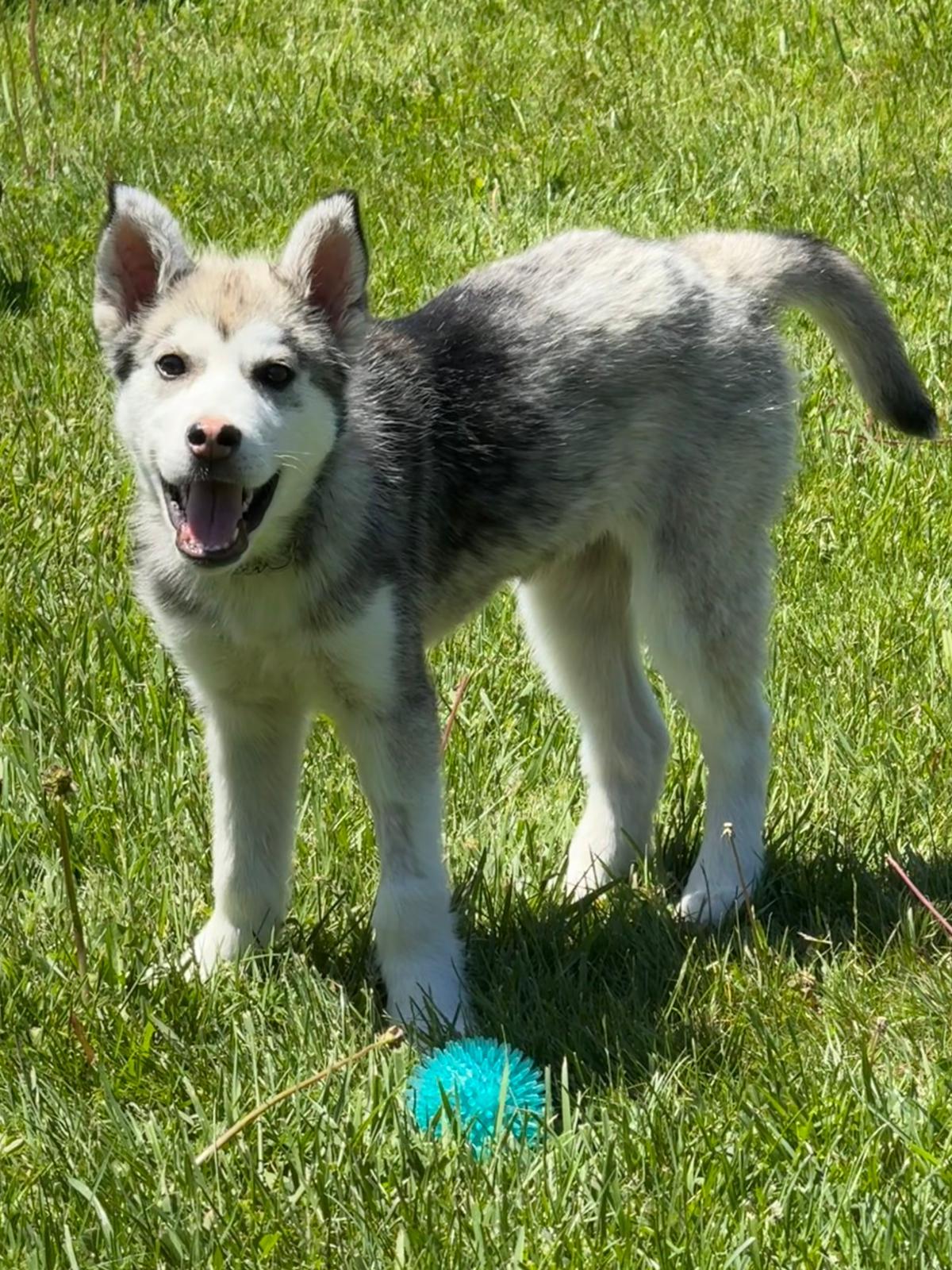 Ember, a Adoptable mixed breed in King City, ON image 3/5