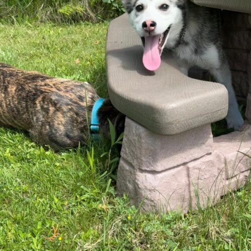 Ember, a Adoptable mixed breed in King City, ON image 4/5