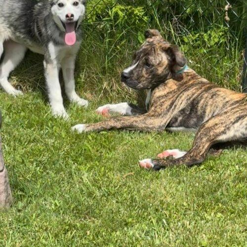 Ember, a Adoptable mixed breed in King City, ON image 5/5