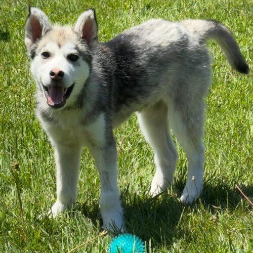 Ember, a Adoptable mixed breed in King City, ON image 6/6