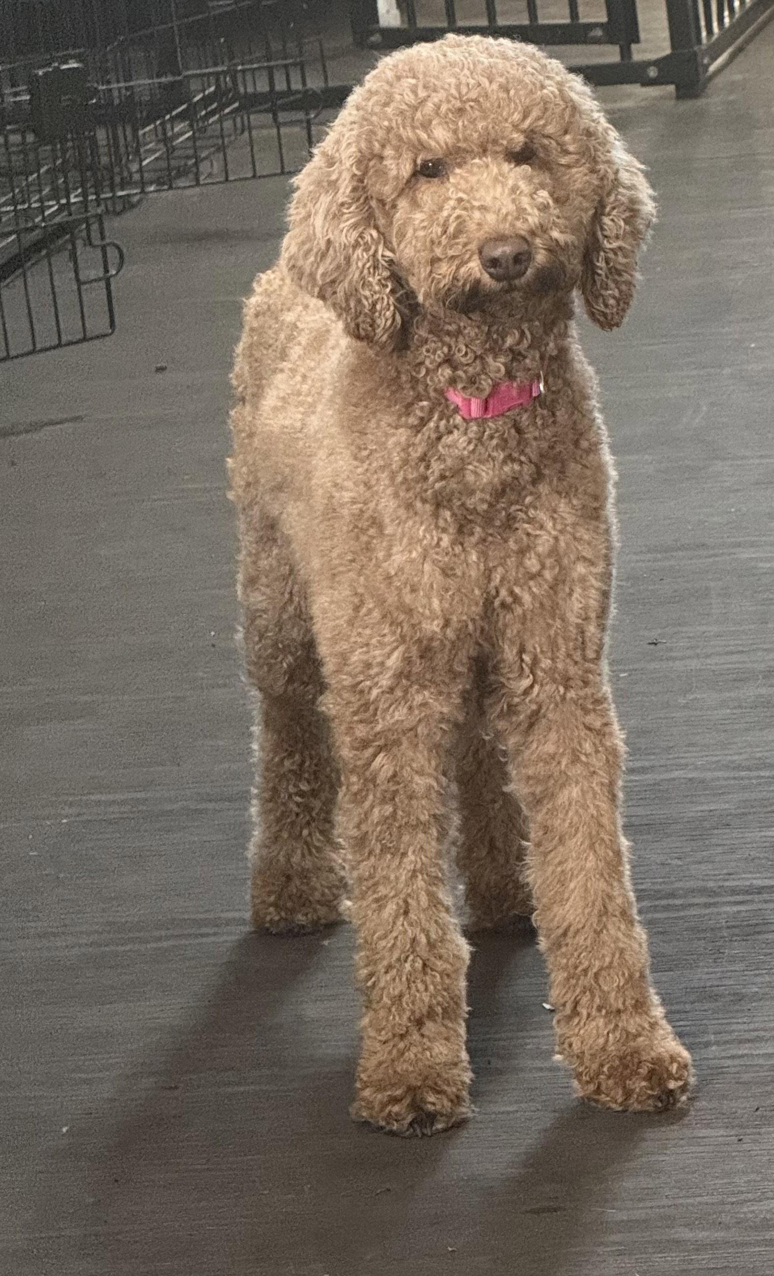 Abbi, Adopted, Adult Female Poodle.