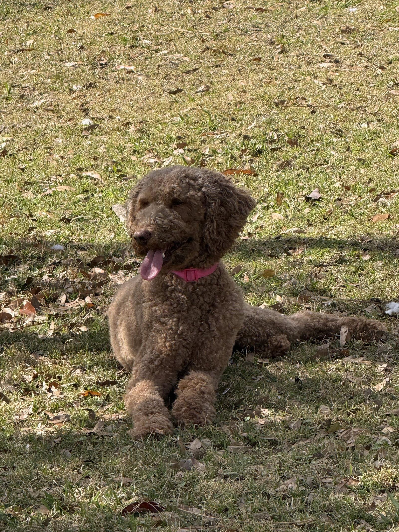 Enlarge Abbi, a Adopted Poodle in Valrico, FL image 3/3