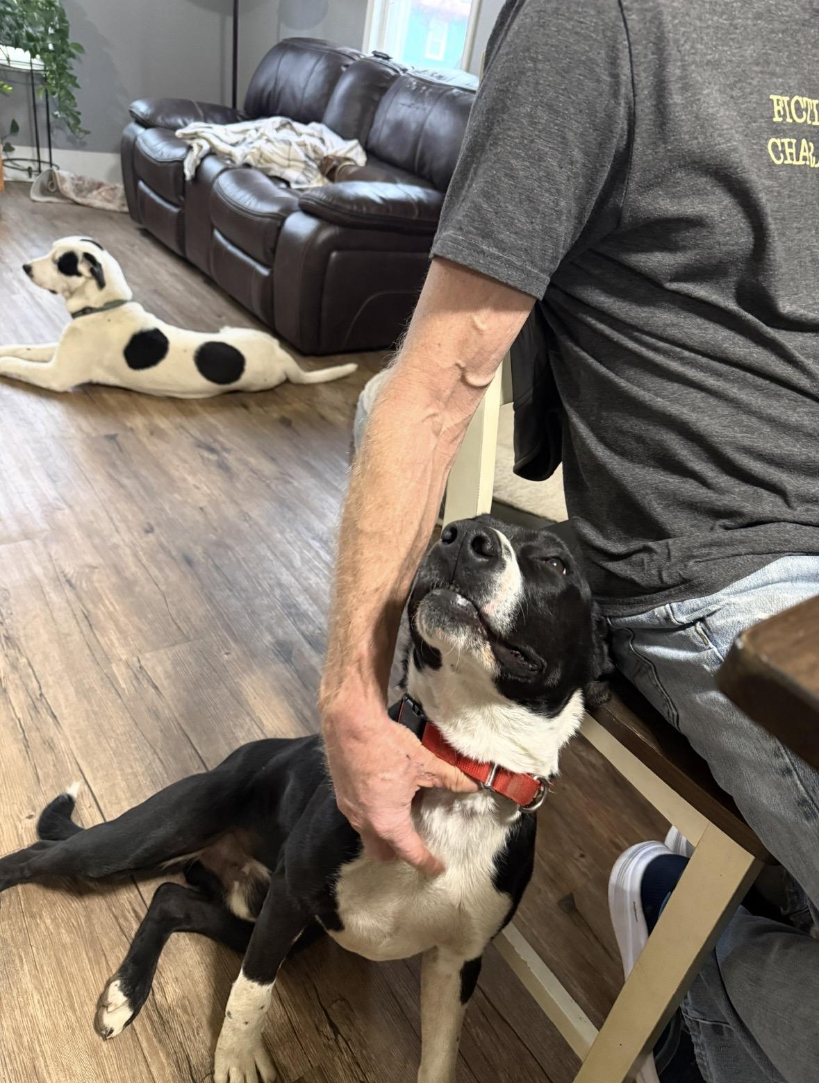 Oreo, a Adoptable mixed breed in La Grande, OR image 5/6