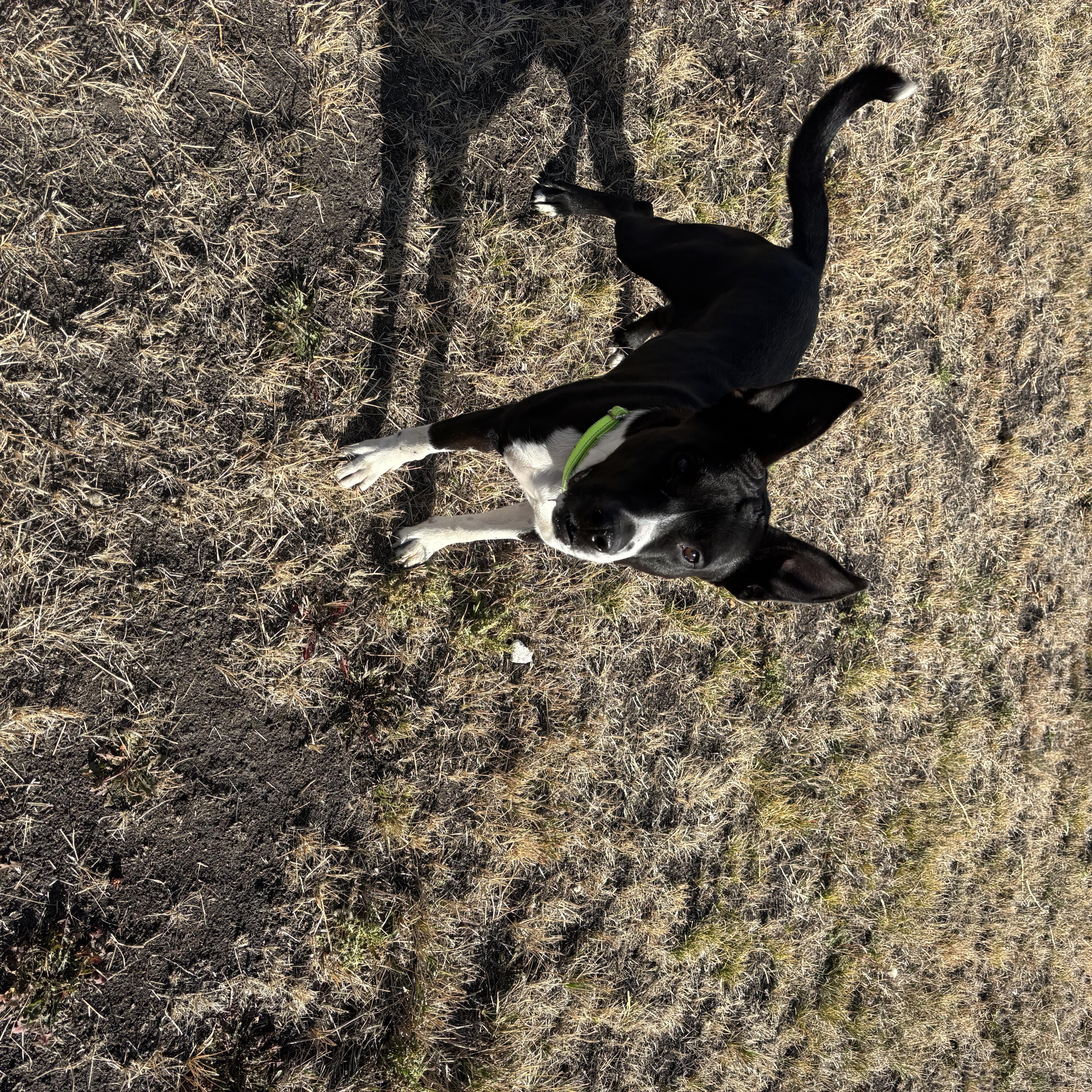 Oreo, a Adoptable American Staffordshire Terrier in La Grande, OR image 1/6