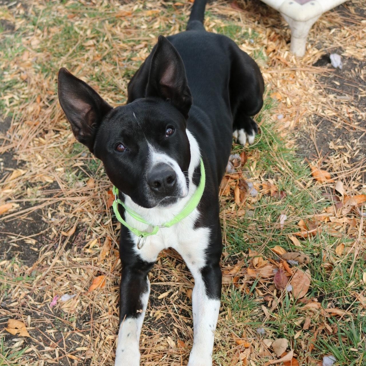 Oreo, a Adoptable American Staffordshire Terrier in La Grande, OR image 2/6