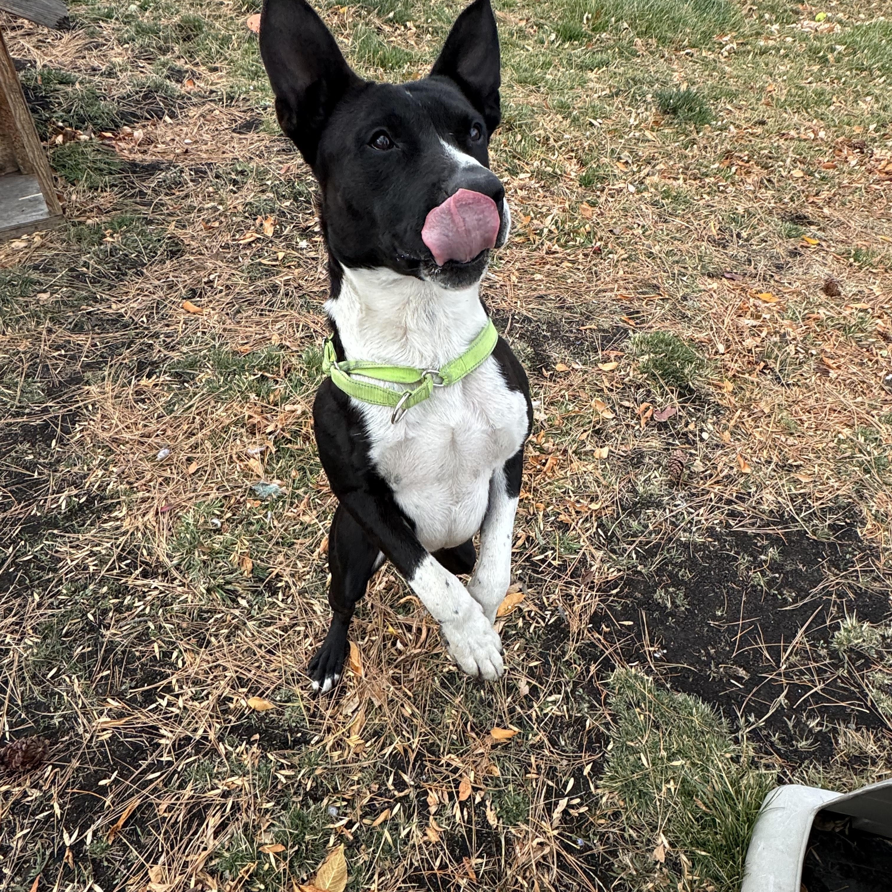 Oreo, a Adoptable American Staffordshire Terrier in La Grande, OR image 3/6