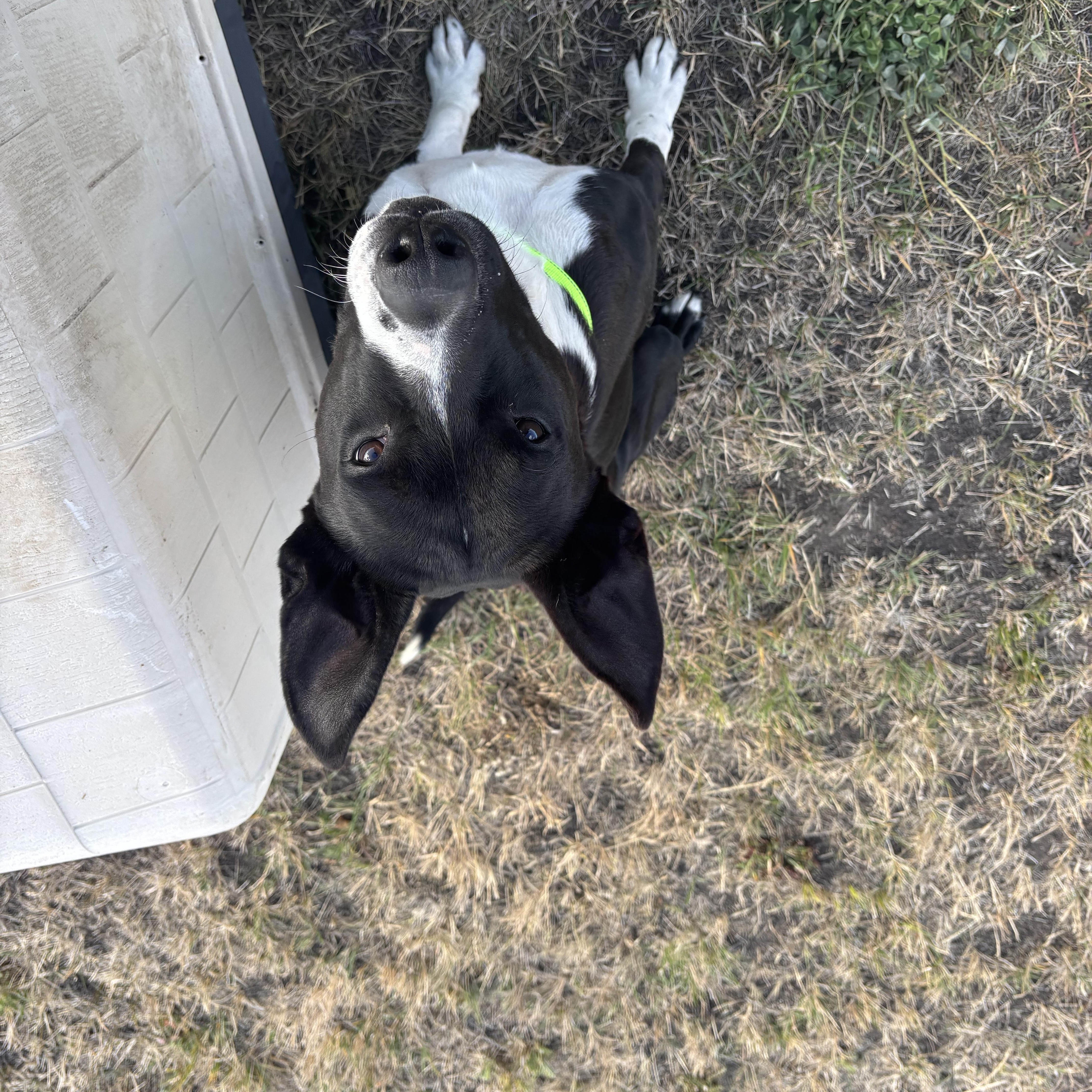 Oreo, a Adoptable American Staffordshire Terrier in La Grande, OR image 4/6