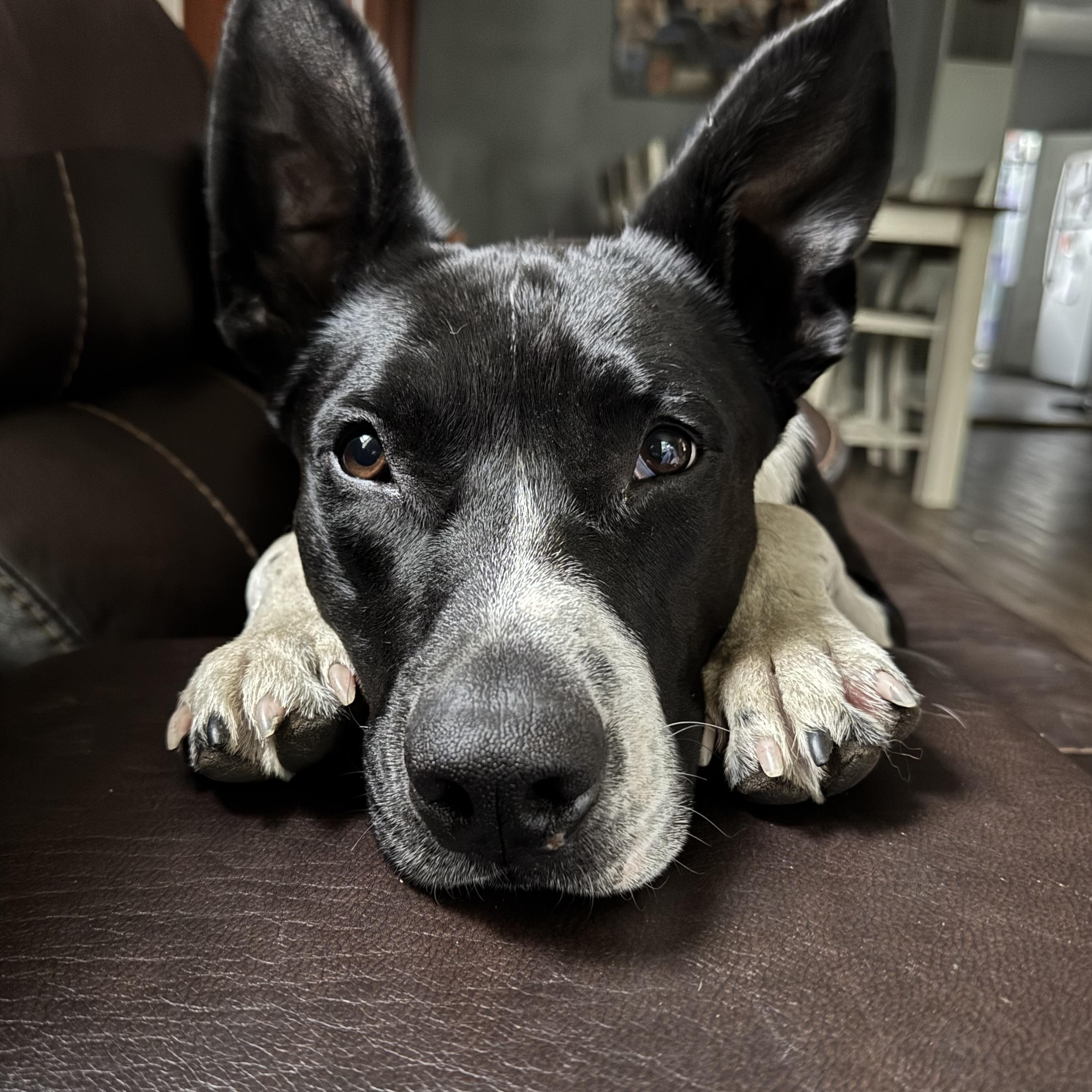 Oreo, a Adoptable mixed breed in La Grande, OR image 1/6