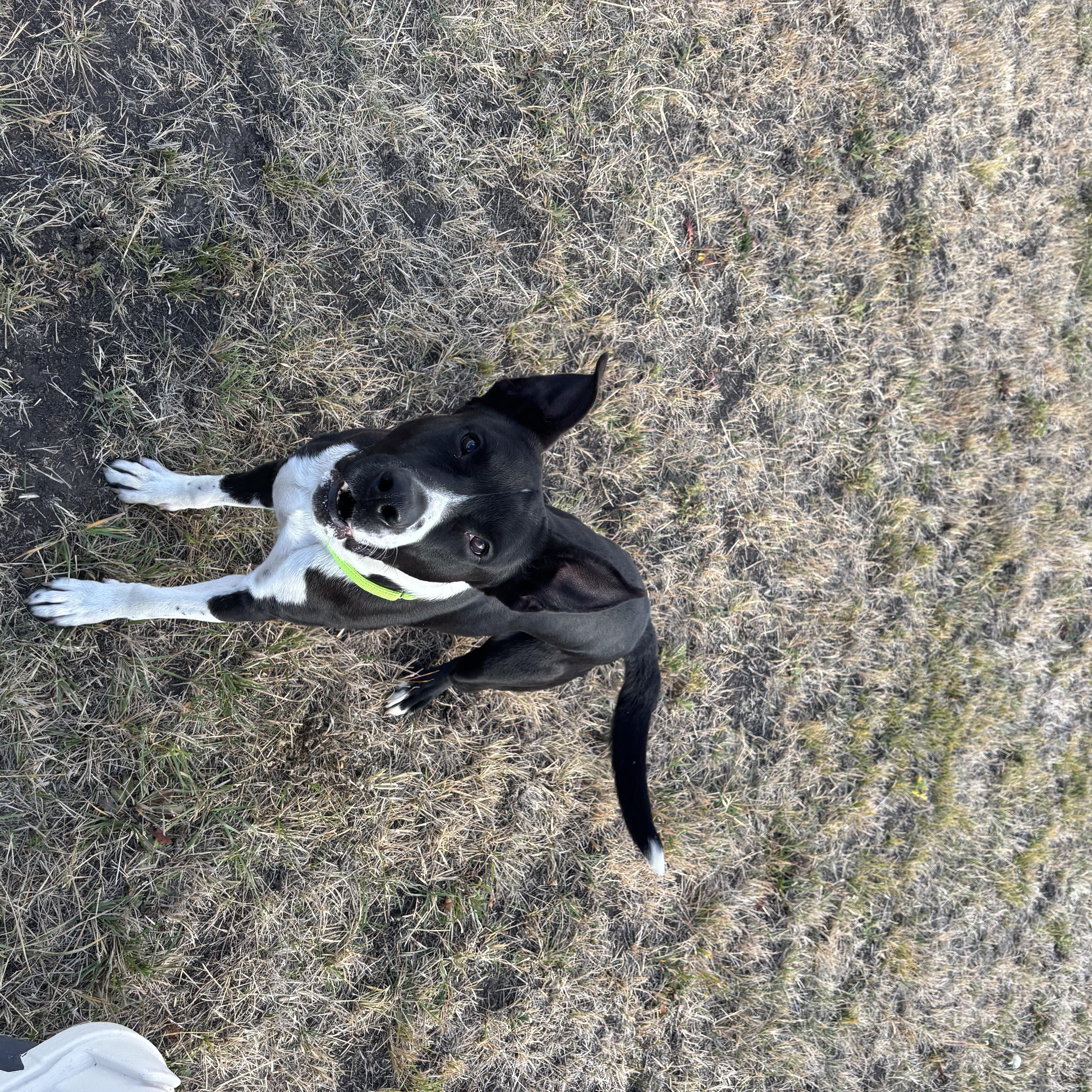 Oreo, a Adoptable American Staffordshire Terrier in La Grande, OR image 5/6