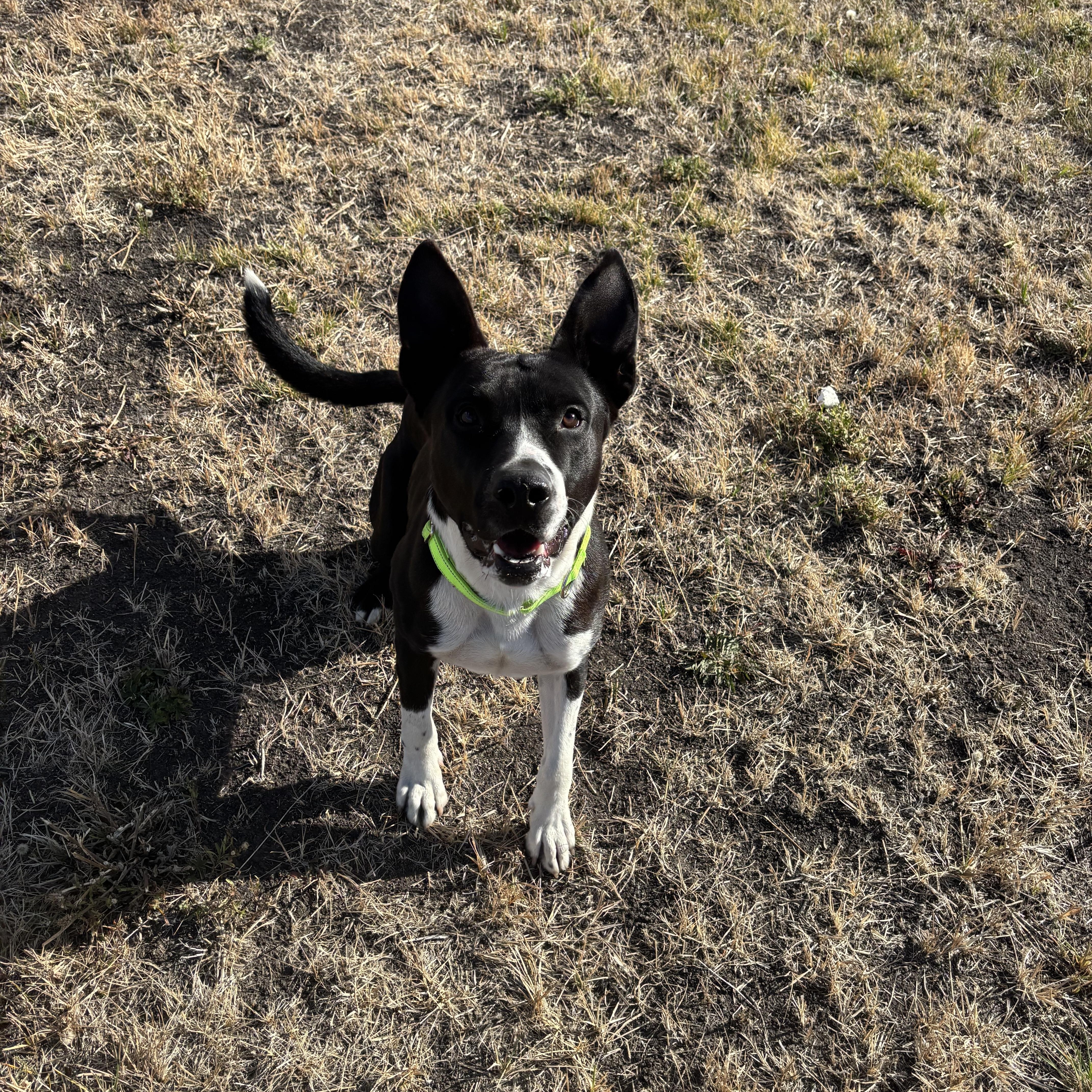 Oreo, a Adoptable American Staffordshire Terrier in La Grande, OR image 6/6