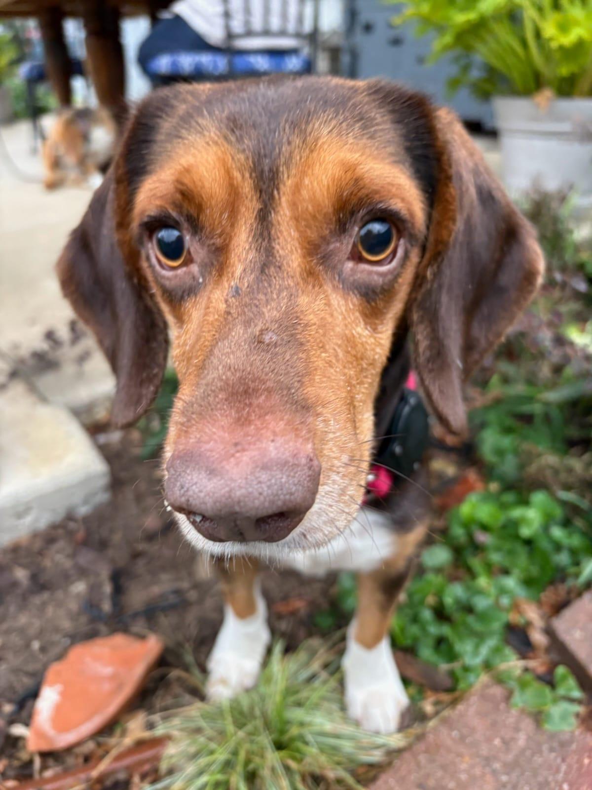 Tony III, Adoptable, Young Male Beagle.