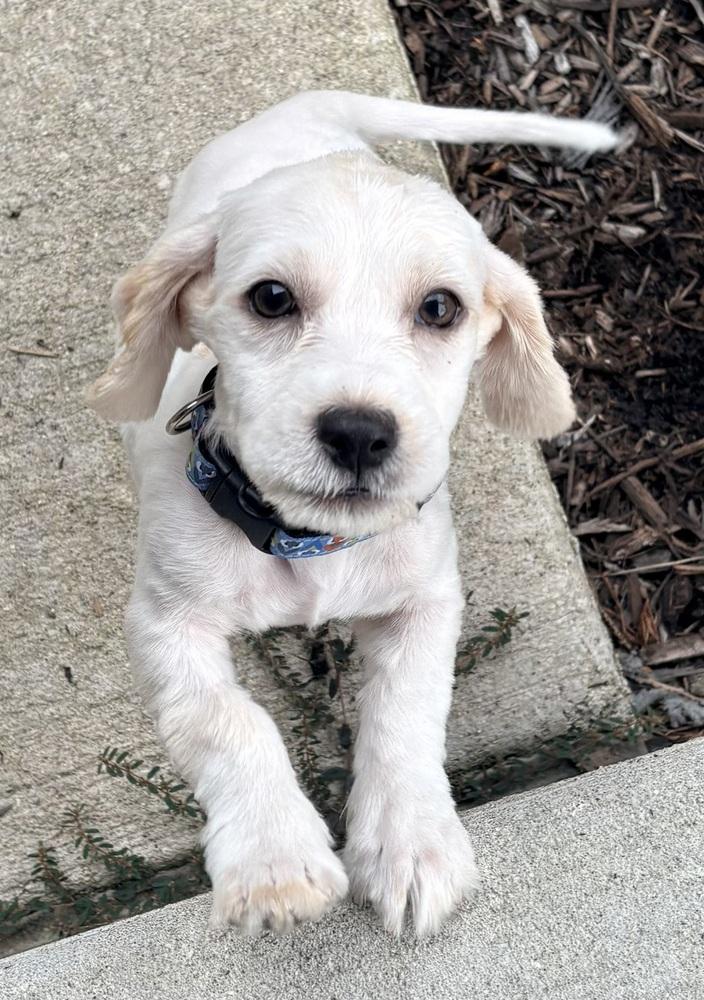 Enlarge Rome Odunze, a Adoptable mixed breed in Mundelein, IL image 1/2