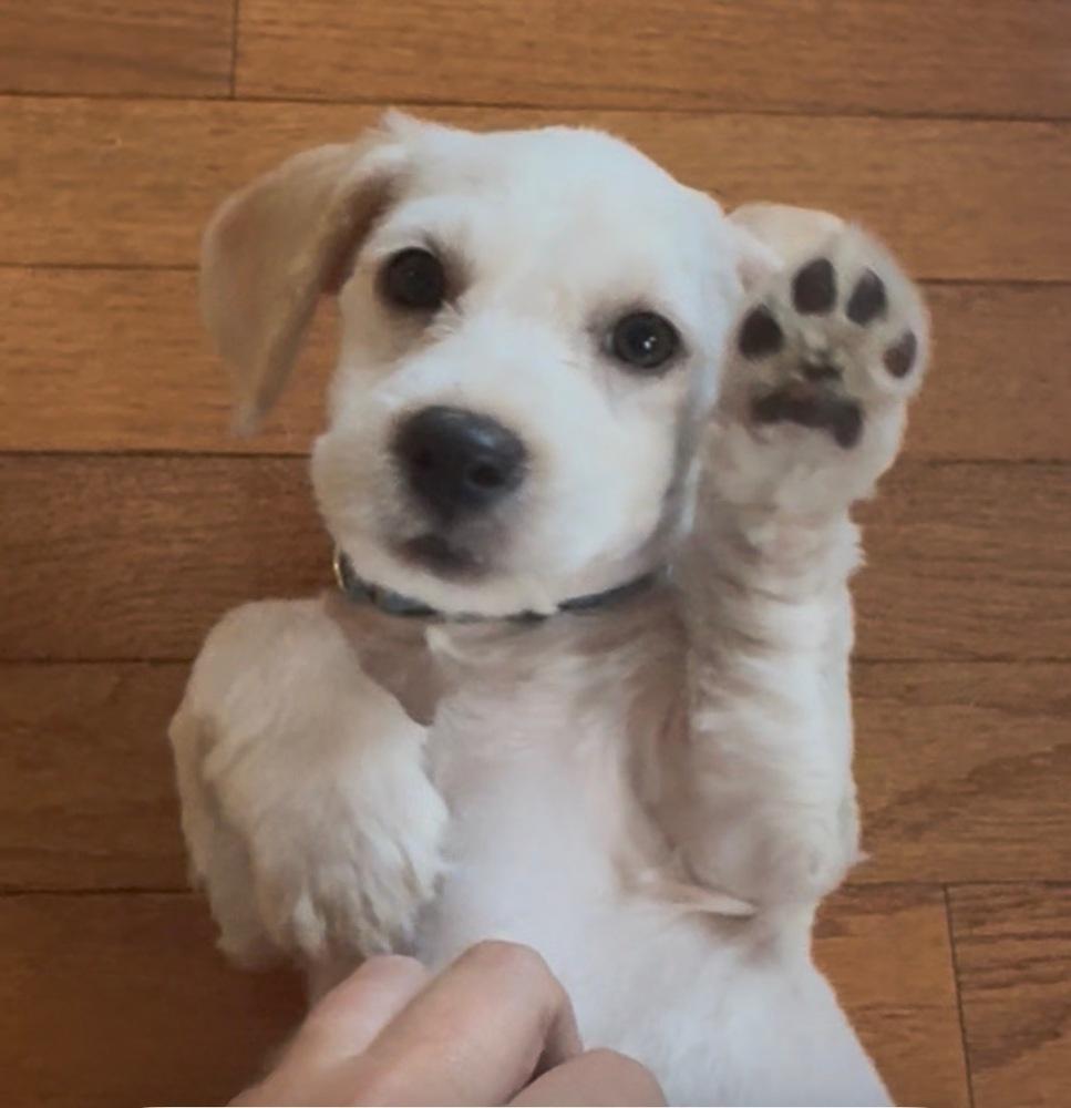 Enlarge Rome Odunze, a Adoptable mixed breed in Mundelein, IL image 2/2