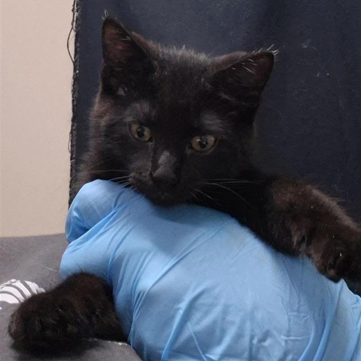 Azula, Adoptable, Kitten Female Domestic Short Hair.