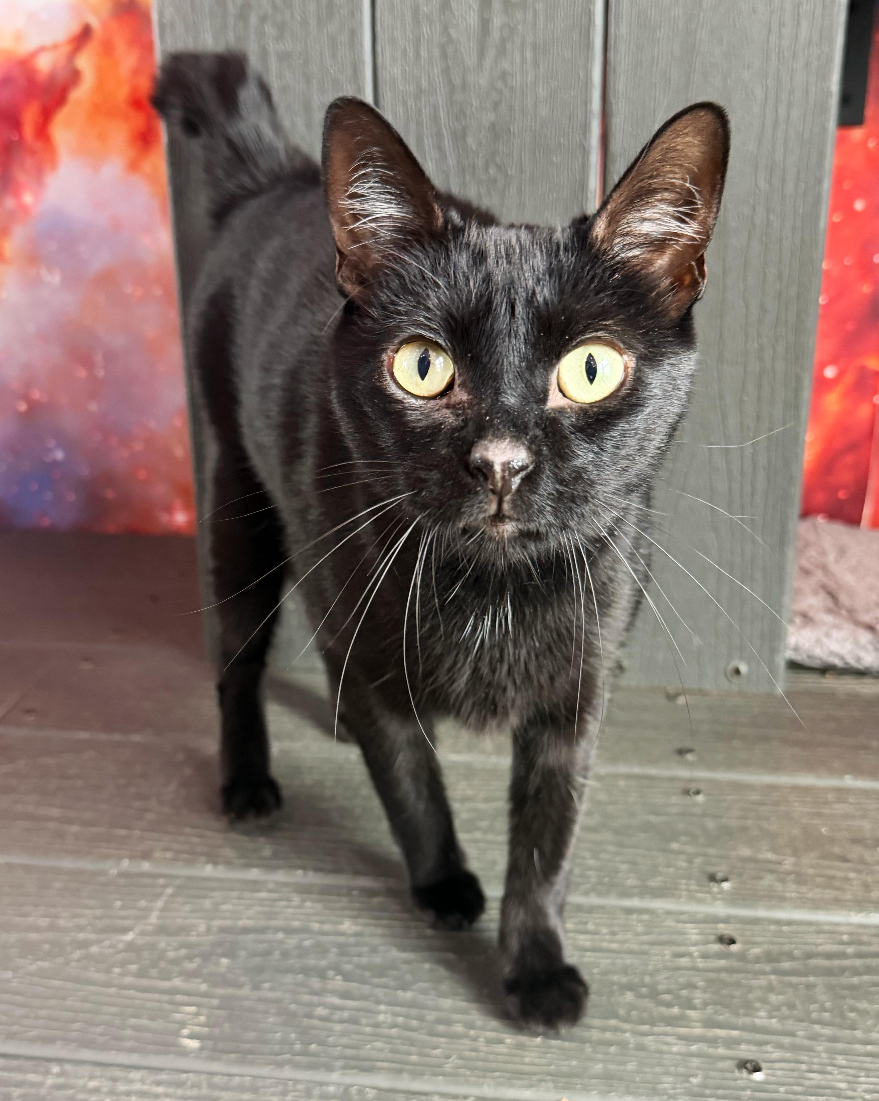 Bosco, ADOPTABLE, Adult Male Domestic Short Hair.