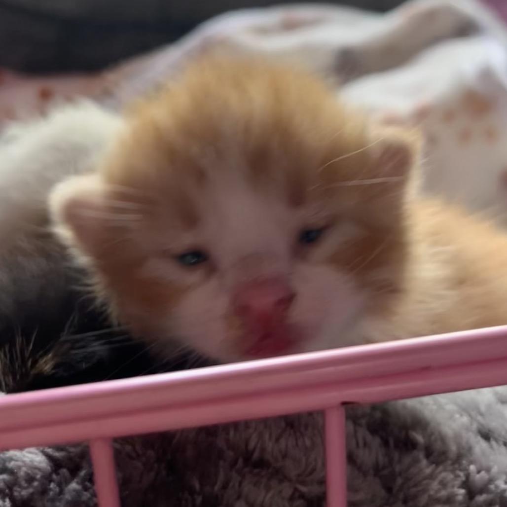 Trouble, Adoptable, Kitten Male Domestic Short Hair.