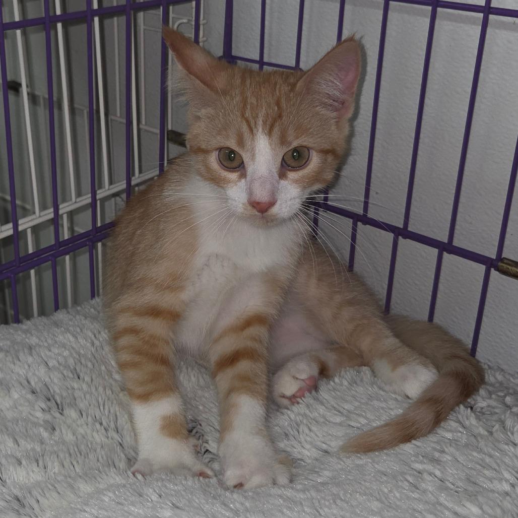 Enlarge Trouble, a Adoptable Domestic Short Hair in Priest River, ID image 2/2